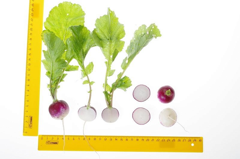 Партнер Редис МАРГО ^(3г), изображение 2