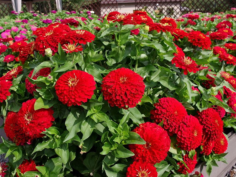 Партнер Цинния F1 НЬЮ-ЙОРКЕР / георгиновидная ^(4шт), изображение 2